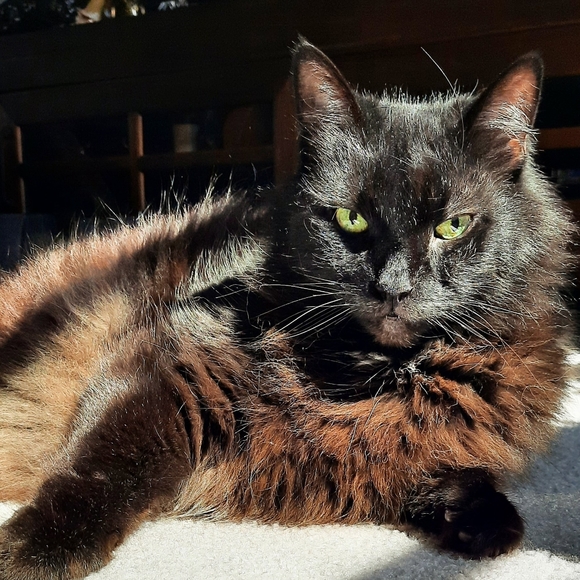 Meet your Posher, Melissa!! - Picture 5 of 9